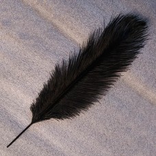 Stručio plunksna (30-35 cm), juodos spalvos