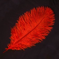 Stručio plunksna (30-35 cm), raudonos spalvos