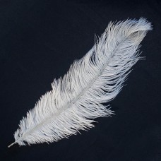 Stručio plunksna (35-40 cm), baltos spalvos